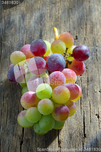 Image of Unripe grapes