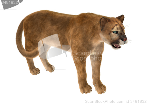 Image of Big Cat Puma