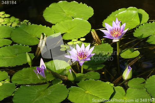 Image of Nymphaea colorata