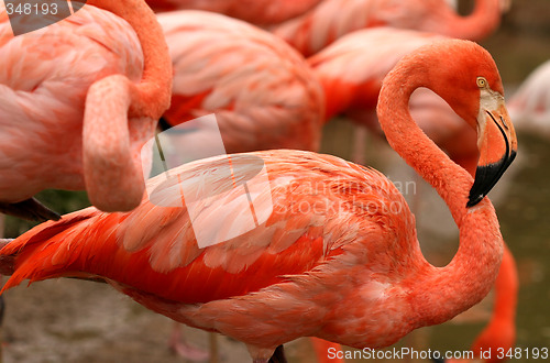 Image of Red exotic bird - flamingo