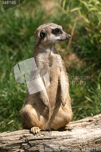 Image of Sitting suricate