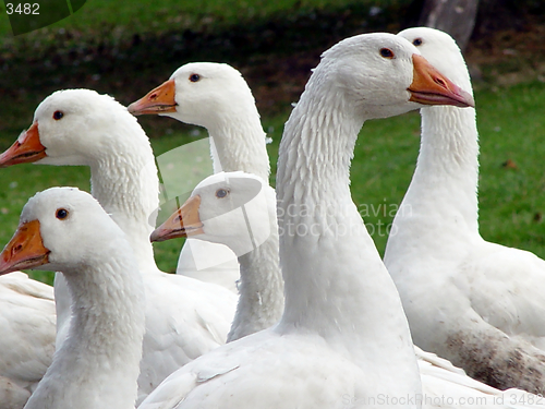 Image of geese