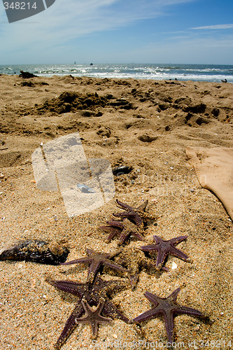Image of Star fish on the sand