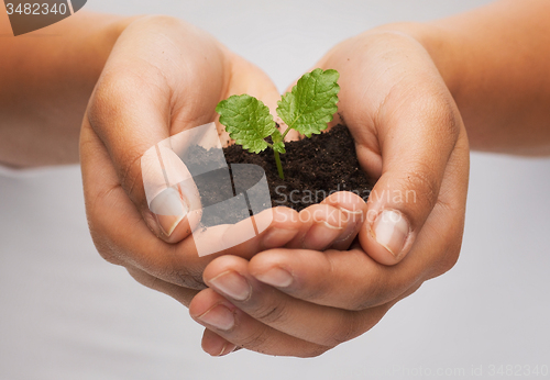 Image of woman hands holding plant in soil