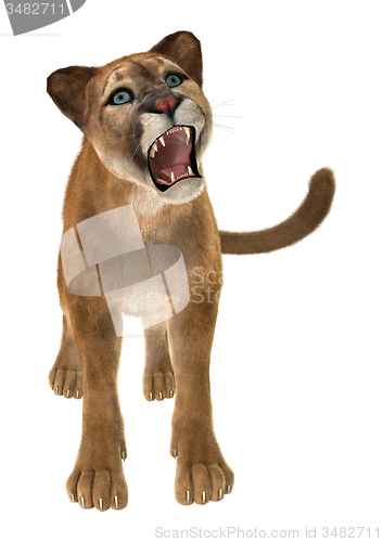 Image of Big Cat Puma