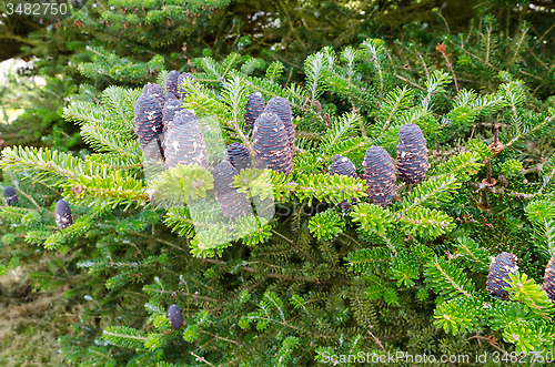 Image of fir cones
