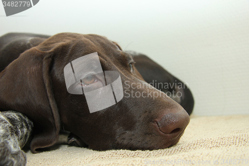 Image of German Shorthaired Pointer puppy