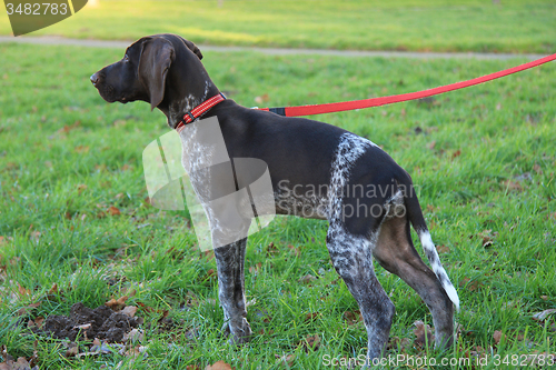 Image of German Shorthaired Pointer puppy