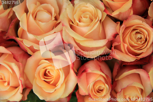 Image of Multicolored wedding roses