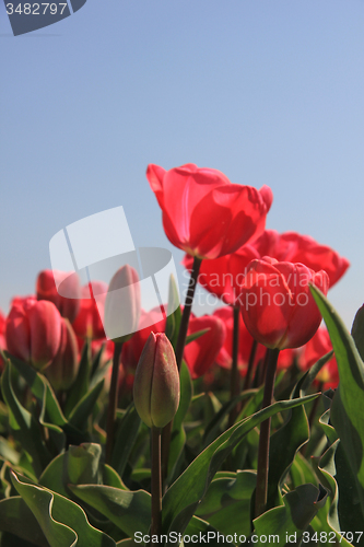 Image of Pink tulips growing on a fiield