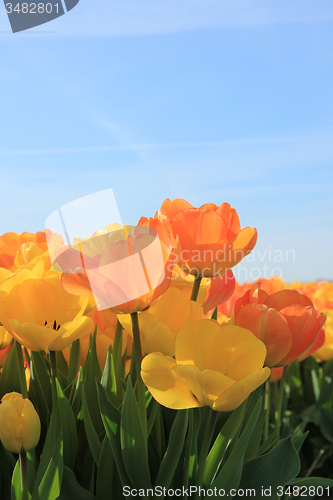 Image of Yellow and orange tulips