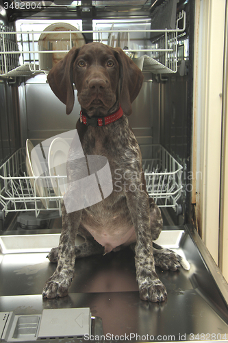 Image of Dishwasher Dog