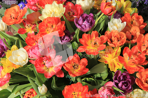 Image of Multicolored tulip bouquet