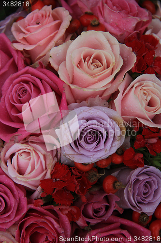 Image of Bridal roses in pink and purple