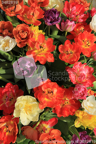 Image of Multicolored tulip bouquet