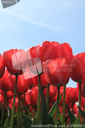 Image of Pink tulips
