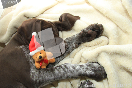 Image of Dreaming of a dog\'s Christmas