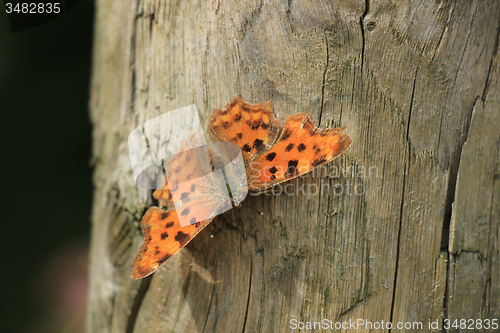 Image of Comma Butterfly