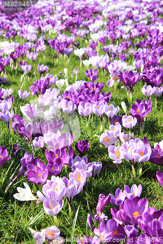 Image of purple crocuses