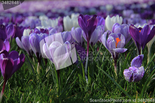 Image of purple crocuses