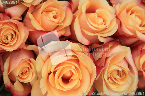 Image of Multicolored wedding roses