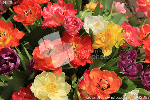 Image of Multicolored tulip bouquet