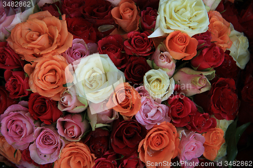 Image of Bridal roses in various colors