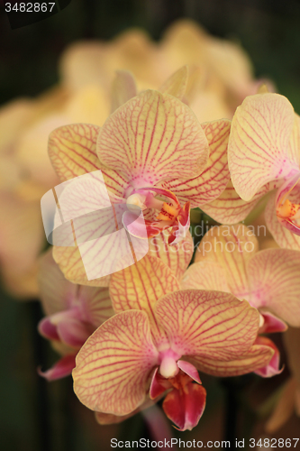 Image of Phalaenopsis orchid