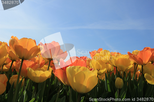 Image of Yellow and orange tulips