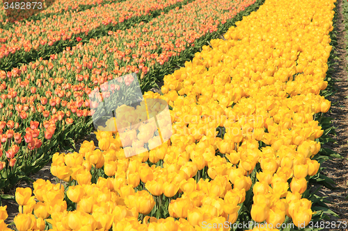 Image of yellow tulips in a field