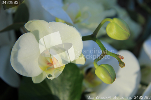 Image of Phalaenopsis orchid in bridal bouquet