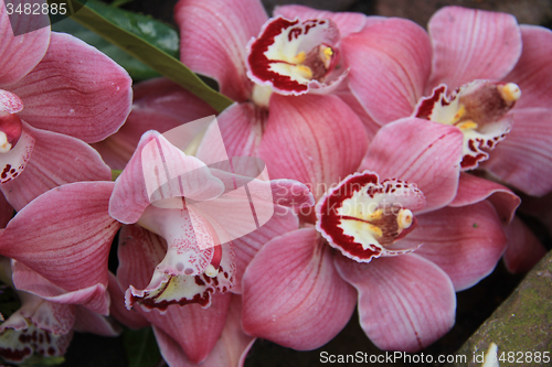 Image of Pink cymbidium orchid