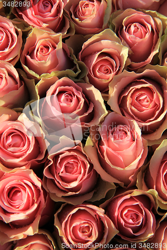 Image of Pink roses in a bridal arrangement