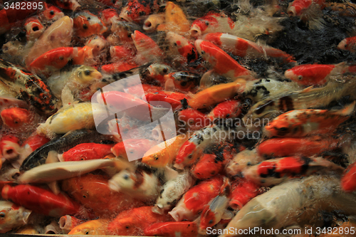 Image of Koi Carps