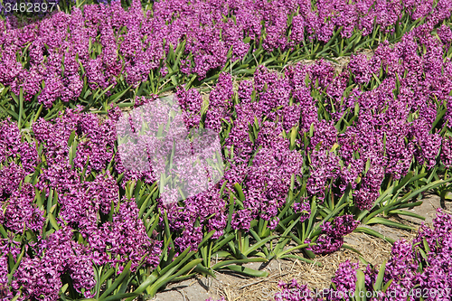 Image of purple hyacints