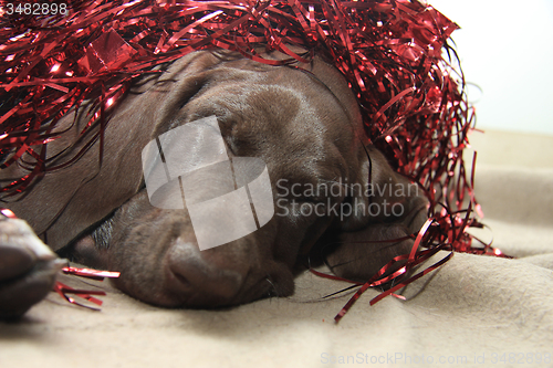 Image of Christmas Pointer with red tinsel