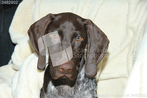 Image of German Shorthaired Pointer puppy