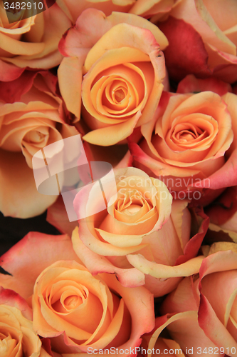 Image of Multicolored wedding roses