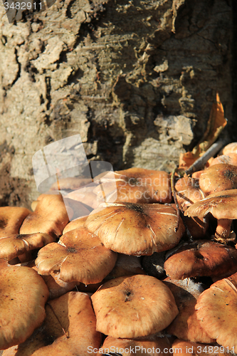 Image of Mushrooms near a tree