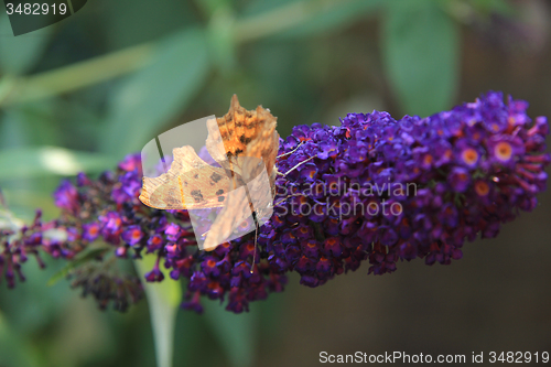 Image of Comma butterfly or Polygonia C Album