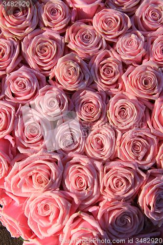Image of Pink roses in a bridal arrangement