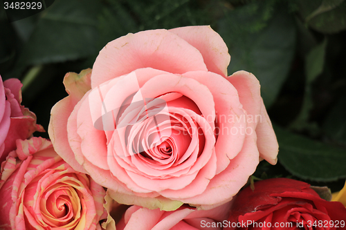 Image of Multicolored wedding roses