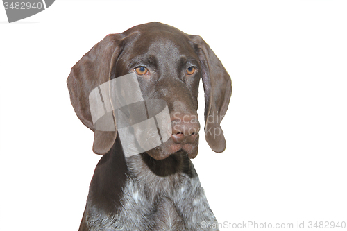 Image of German Shorthaired Pointer