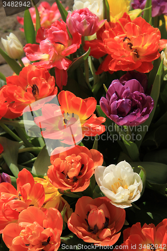 Image of Multicolored tulip bouquet
