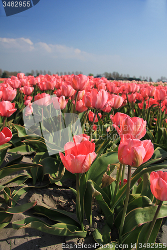 Image of Pink tulips and a blue sky