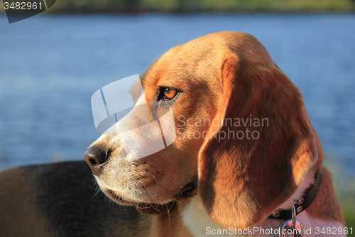 Image of Young female beagle