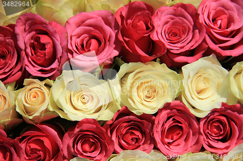 Image of Pink roses in different shades in wedding arrangement