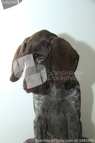 Image of German Shorthaired Pointer puppy