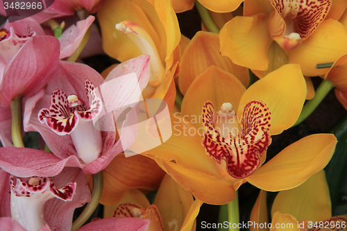 Image of Pink and Yellow cymbidium orchids