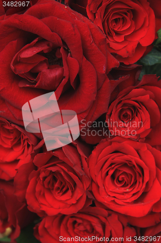 Image of Red roses in a bridal bouquet